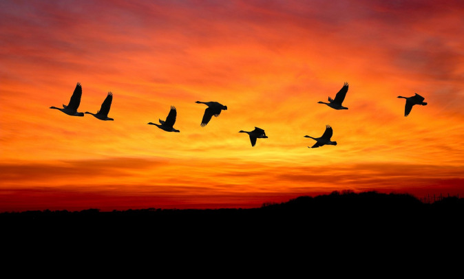 Migration and displacement research